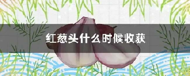 红葱头什么时候收获