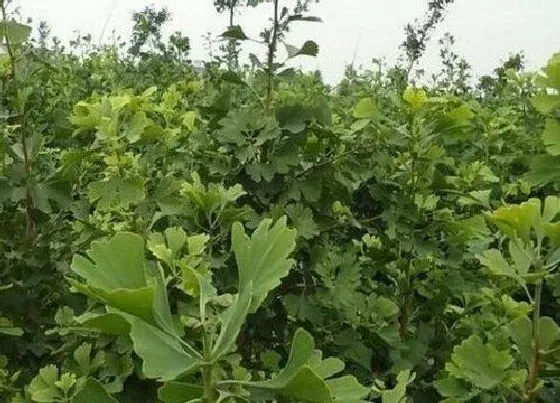 种植前景|种植银杏树赚钱吗 种植情景如何