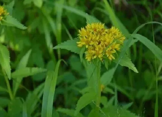 中药材|返魂草是什么药材 中药返魂草的别名与药用价值