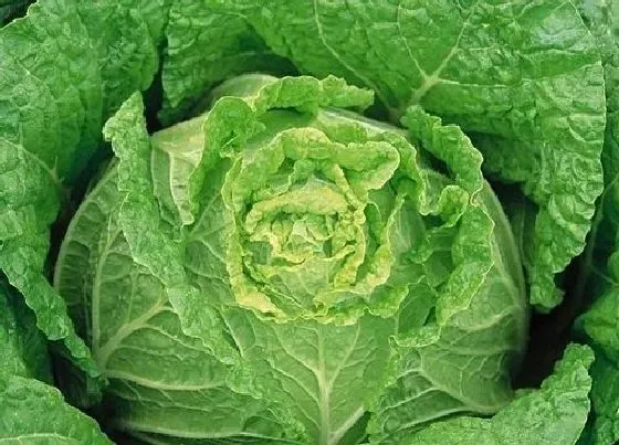 种菜|夏季适合种什么菜 夏天种哪些蔬菜好