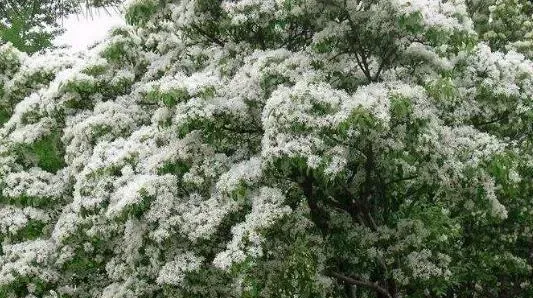 什么是流苏树 流苏树的药用价值