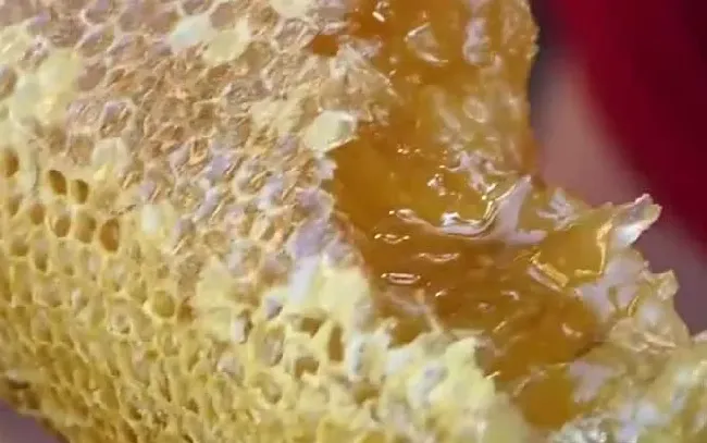 蜂巢蜜里嚼不烂的东西是什么