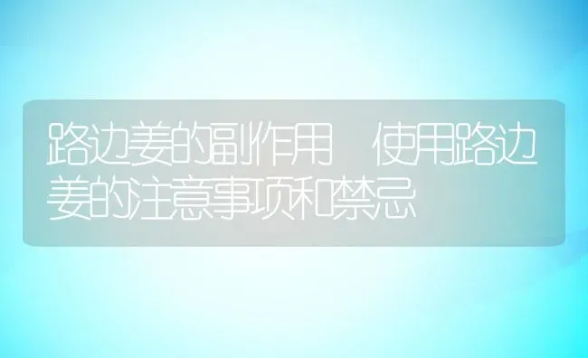 路边姜的副作用 使用路边姜的注意事项和禁忌 | 养殖资料投稿