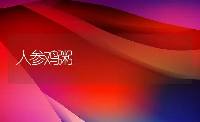 人参鸡粥 | 养殖资讯
