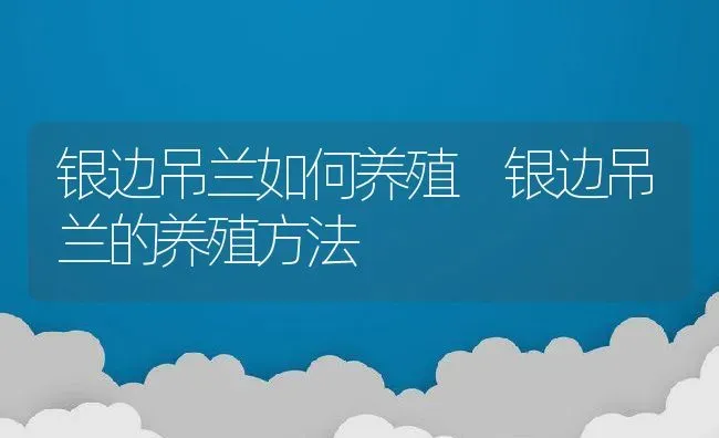 银边吊兰如何养殖 银边吊兰的养殖方法 | 养殖资料投稿