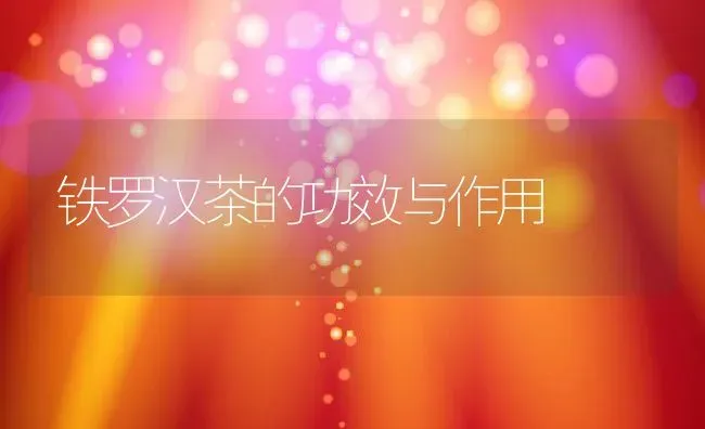 铁罗汉茶的功效与作用 | 养殖资料投稿