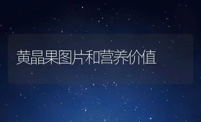 黄晶果图片和营养价值 | 养殖资料投稿