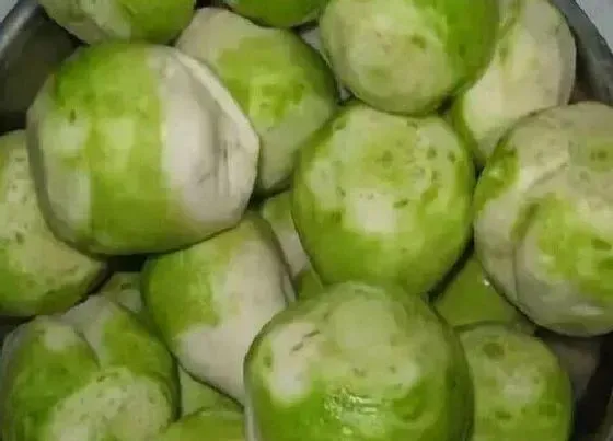 种植前景|芥菜疙瘩亩产量多少斤