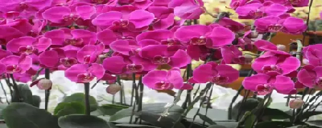 紫气东来花怎么浇水