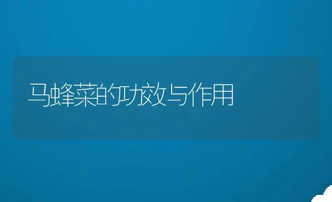 马蜂菜的功效与作用 | 养殖资料投稿