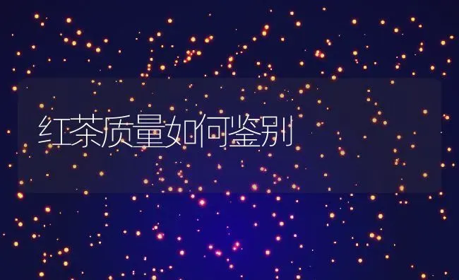 红茶质量如何鉴别 | 养殖资料投稿