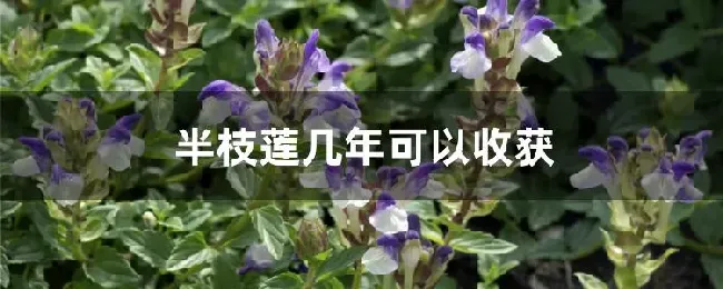 半枝莲几年可以收获