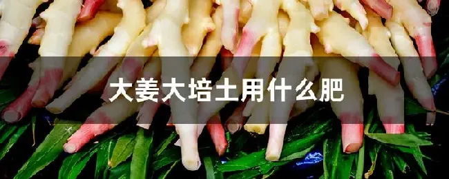 大姜大培土用什么肥