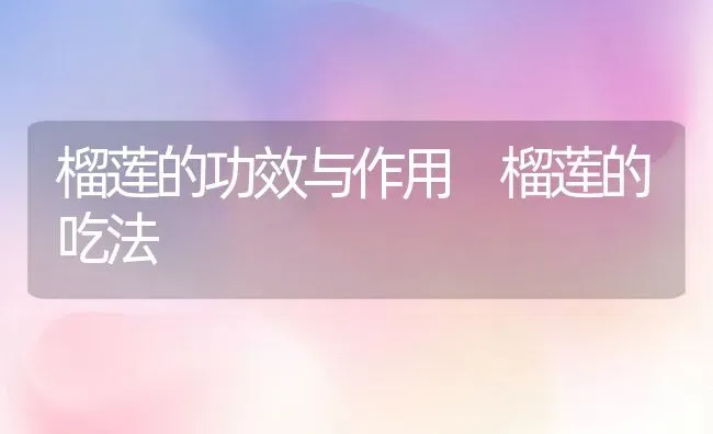 榴莲的功效与作用 榴莲的吃法 | 养殖资料投稿