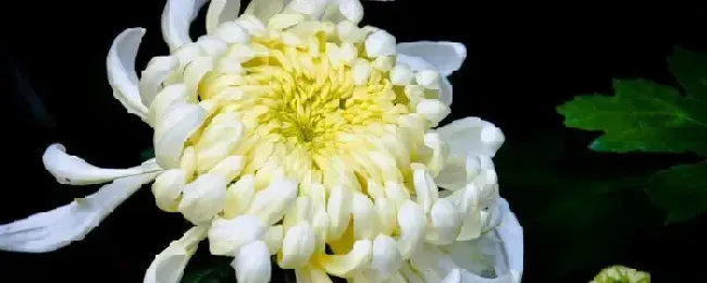 菊花春天能不能扦插？菊花春天可以扦插吗