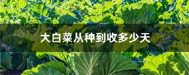 大白菜从种到收多少天