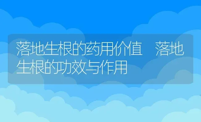 落地生根的药用价值 落地生根的功效与作用 | 养殖资料投稿