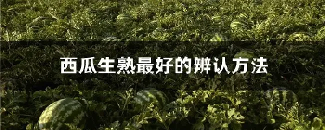 西瓜生熟最好的辨认方法