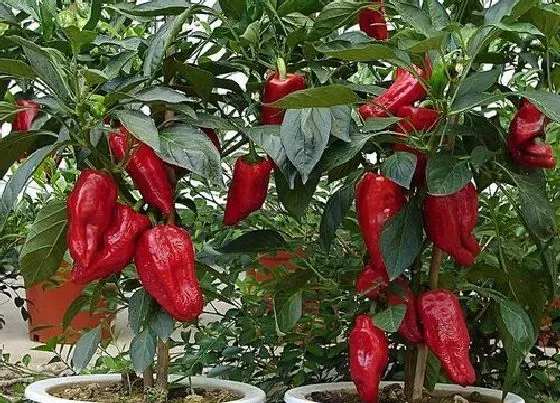 种菜|石家庄适合种什么蔬菜