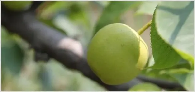 梨树种植几年结果？ | 养殖什么赚钱