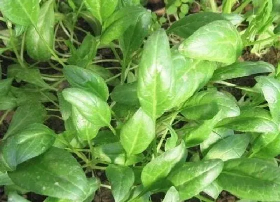 蔬菜|9月份适合种植什么蔬菜 适合秋季九月份种的蔬菜
