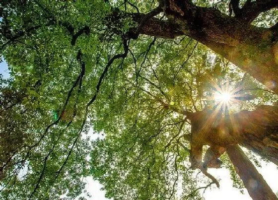 树木|上海适合种什么树和花草 上海路边种什么树比较多