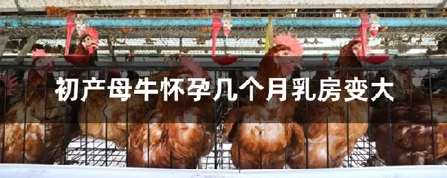 初产母牛怀孕几个月乳房变大