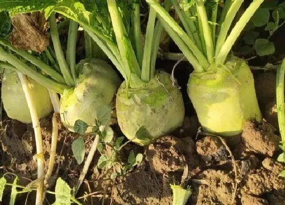 种植前景|芥菜疙瘩亩产量多少斤