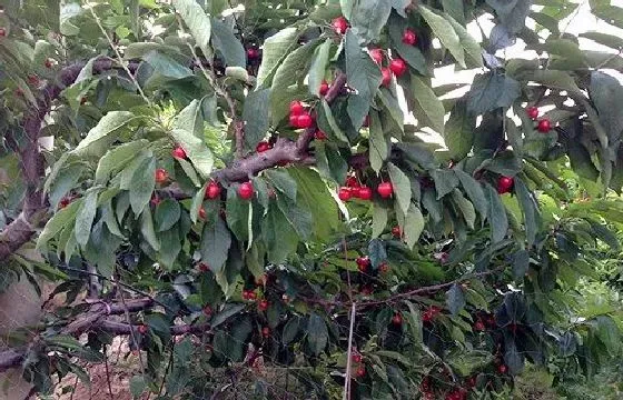 种植前景|车厘子种植条件 对气温气候及区域地理的要求