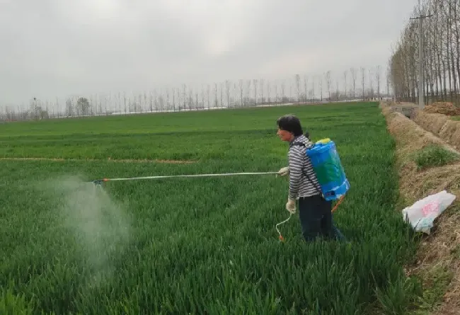 小麦除草剂使用禁忌