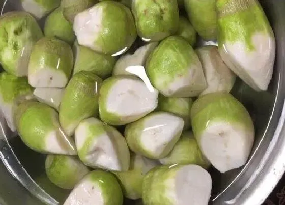 种植前景|芥菜疙瘩亩产量多少斤