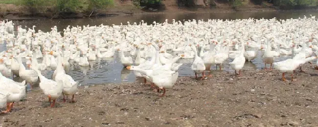 合同鹅养殖安不安全