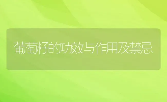 葡萄籽的功效与作用及禁忌 | 养殖资料投稿