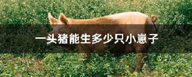 一头猪能生多少只小崽子