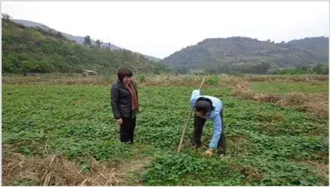 何首乌种植效益 | 养殖什么赚钱