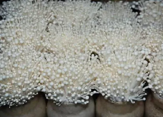 种植前景|种植金针菇赚钱吗 种植成本利润及前景分析