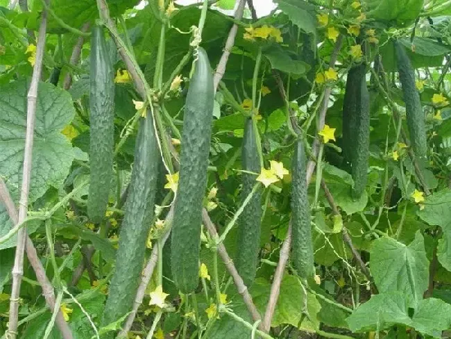 种菜|现在种什么菜蔬菜最合适（四五月份季节适合种的蔬菜）