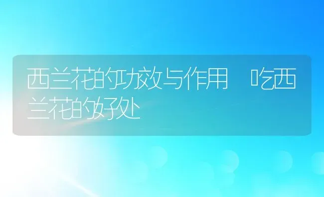 西兰花的功效与作用 吃西兰花的好处 | 养殖资料投稿