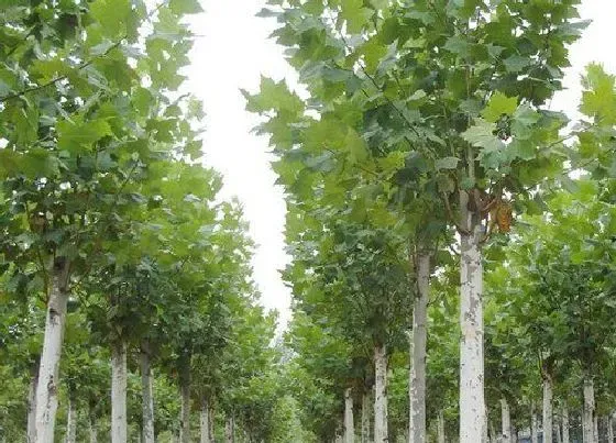 树木|上海适合种什么树和花草 上海路边种什么树比较多