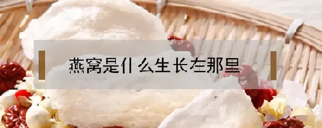 燕窝是什么生长在那里