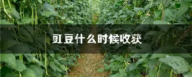 豇豆什么时候收获