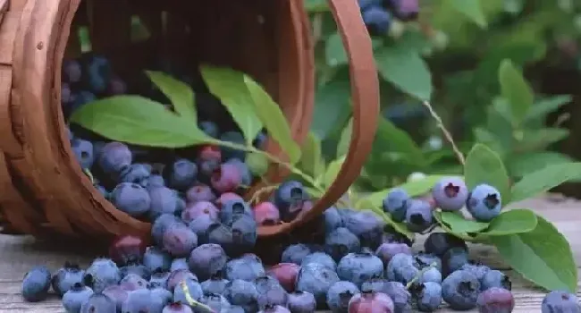 蓝莓怎么洗 哪些方法可以洗干净蓝莓？