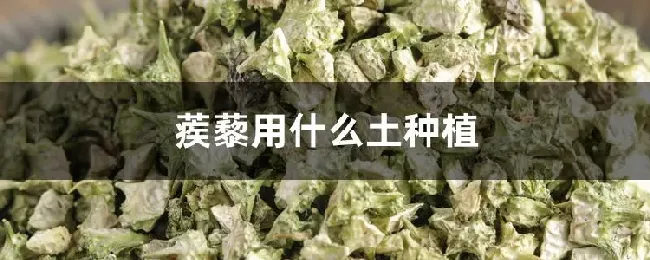 蒺藜用什么土种植