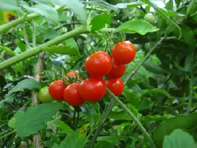 种菜|现在种什么菜蔬菜最合适（四五月份季节适合种的蔬菜）