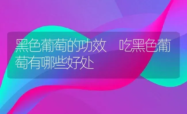 黑色葡萄的功效 吃黑色葡萄有哪些好处 | 养殖资料投稿