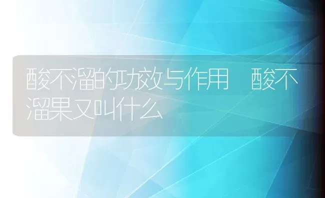 酸不溜的功效与作用 酸不溜果又叫什么 | 养殖资料投稿