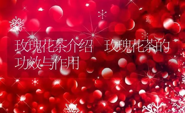 玫瑰花茶介绍 玫瑰花茶的功效与作用 | 养殖资料投稿
