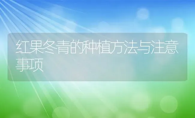 红果冬青的种植方法与注意事项 | 养殖资料投稿