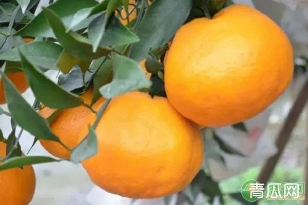 耙耙柑种植赚钱吗？为什么卖这么贵 | 致富养殖项目