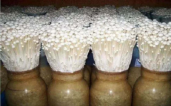 种植前景|种植金针菇赚钱吗 种植成本利润及前景分析